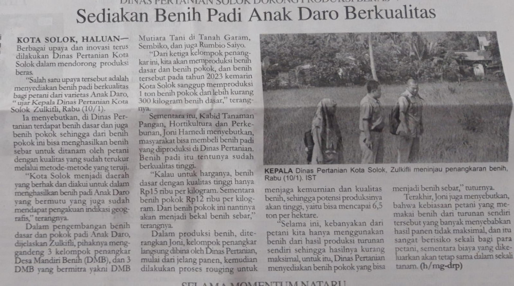 Sediakan Benih Padi Anak Daro Berkualitas