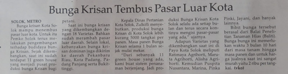Bunga Krisan Tembus Pasar Luar Kota